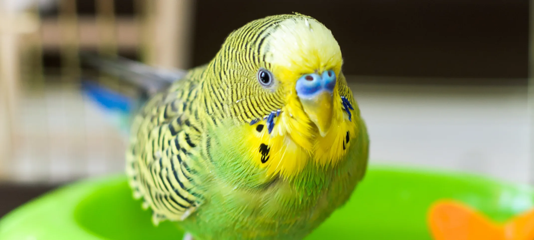 A bright green and yellow bird perched up on the edge of its water bowl inside its cage. 
